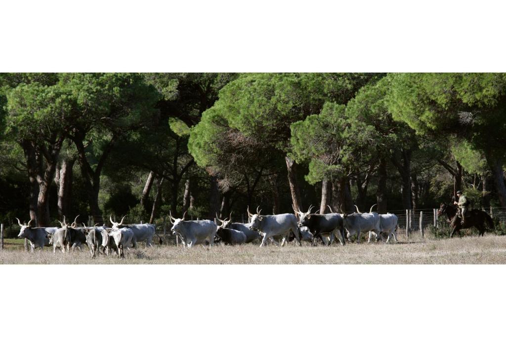 Country Resort Le Due Ruote Alberese Exterior foto